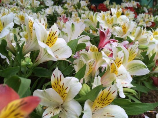 Deorali Orchid Sanctuary